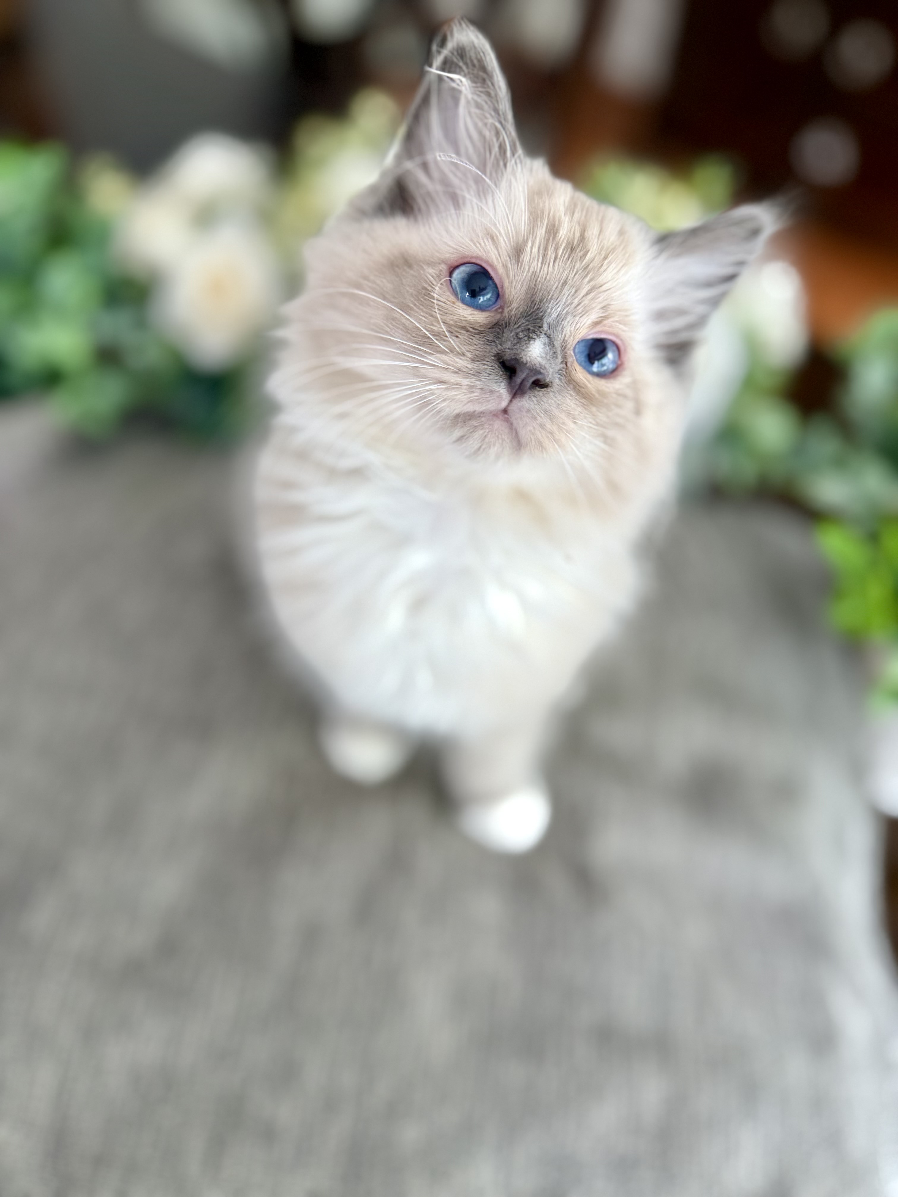 Light Pink